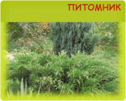 Питомник